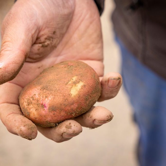 Med den verdifulle råvaren i sin hule hånd spiller Norges Bondelag russisk rulett med matsikkerheten til det norske folk. Foto: Tor Lindseth. 